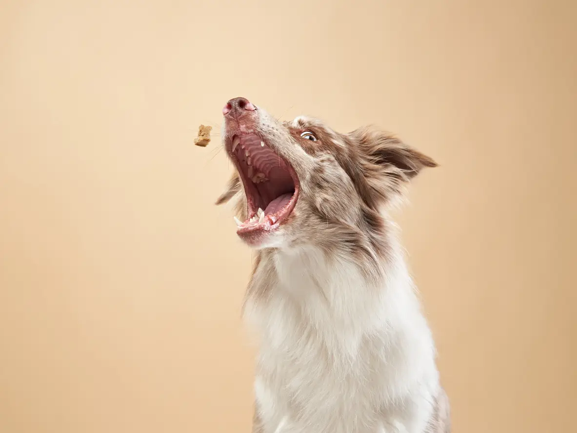 Erfolg mit Hundefutter. HEY HOLY sammelt 5,7 Millionen Euro in überzeichneter Series-A-Runde ein